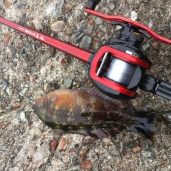 ちっちゃいけど良く釣れるよ！